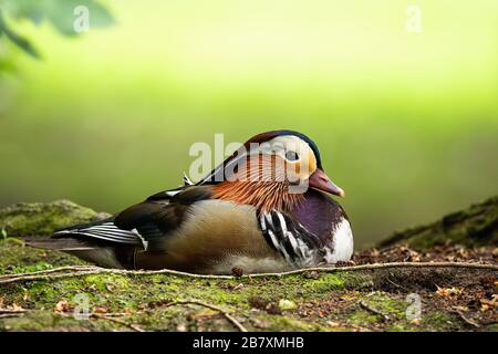 Süße Mandarinente drake lag im Sommer auf dem Boden und hatte Platz für Kopien darüber. Stockfoto