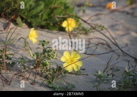 Sandblumen Stockfoto