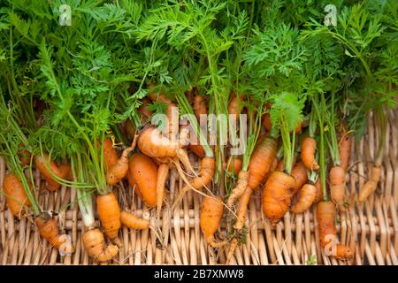 Haufen frisch gegrabener Karotten krumm und verblüfft im Wachstum durch schlechten Ton und steinigen Boden Stockfoto