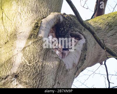 Schwungartige Eule, Strix aluco, Erwachsene in Tree, Nottinghamshire, März Stockfoto