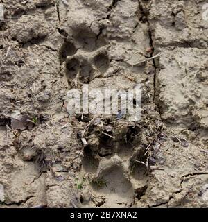 Im Schlamm aufgedruckte Fußabdrücke für Hunde Stockfoto