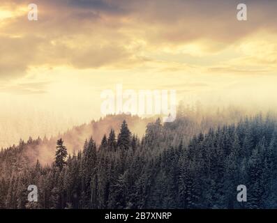 Grüner Bergwald im Nebel. Immergrüne Fichten und Kiefern an den hängen. Naturgemälde. Stockfoto