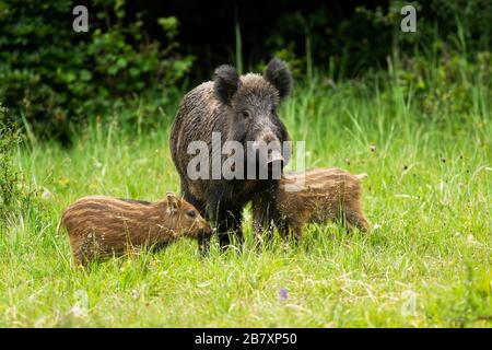 Wildschweinherde stehen in unmittelbarer Nähe zueinander. Stockfoto