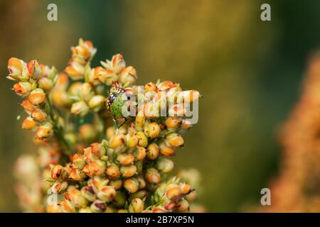 Stinken Bug Insekt auf Sorghum bicolor Fruchtart, in der Nähe der männlichen Hand Stockfoto