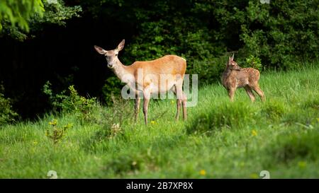 Süße Rotwildfamilie mit Weibchen und Kalb auf grüner Wiese Stockfoto