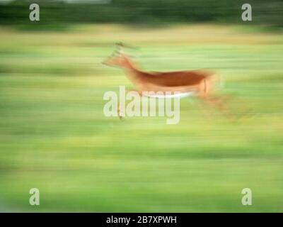 Langsames horizontales Pfannenbild einer einzelnen weiblichen Impala-Antilope (Aepyceros melampus), die im Grasland von Ol Pejeta Conservancy, Laikipia, Kenia, Afrika läuft Stockfoto