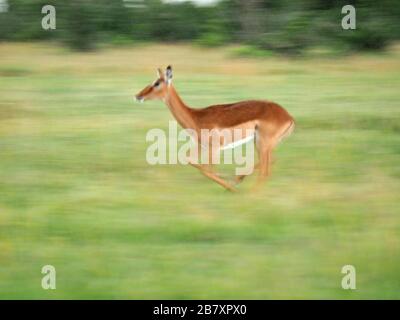 Langsames horizontales Pfannenbild einer einzelnen weiblichen Impala-Antilope (Aepyceros melampus), die im Grasland von Ol Pejeta Conservancy, Laikipia, Kenia, Afrika läuft Stockfoto