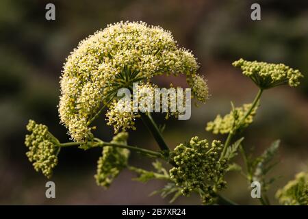 Todaroa montana, ein endemischer Apiaceae der Kanarischen Inseln Stockfoto