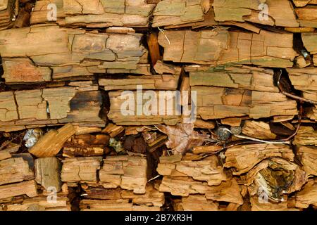 Detail eines faulen Baumstammes, natürlicher Hintergrund Stockfoto