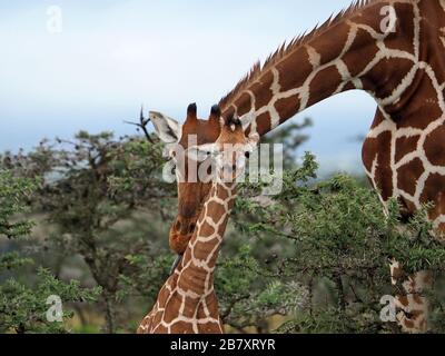 Giraffe, Mutter und Kalb, die über dem Akazienschrub in Ol Pejeta Conservancy, Laikipia, Kenia, Afrika aufragen (Giraffa camelopardalis reticulata) Stockfoto