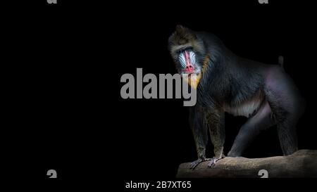 Portrait von großen bunten und neugierigen afrikanischen Mandrill, ein Alpha-Männchen auf schwarzem Hintergrund, Nahaufnahme, Details Stockfoto