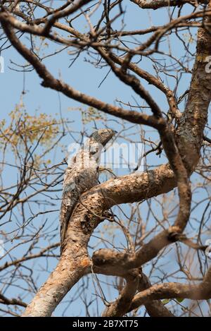 Ein großes Potoo (Nyctibius grandis), das während der Trockenzeit im Pantanal, Brasilien, an einem Baum getarnt wurde Stockfoto