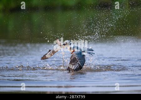 Ein Ringelfischer Kingfisher (Megaceryle torquata), der einen kleinen Fisch in Nordpantanal, Brasilien, fängt. Stockfoto