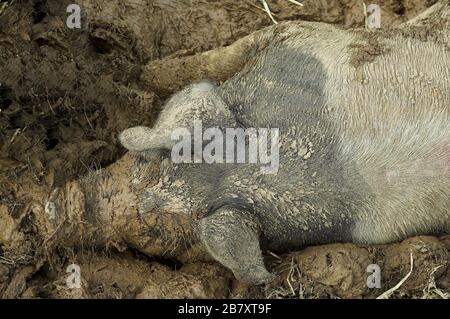 Schwein im Schlamm weht. Cumbria, Großbritannien. Stockfoto