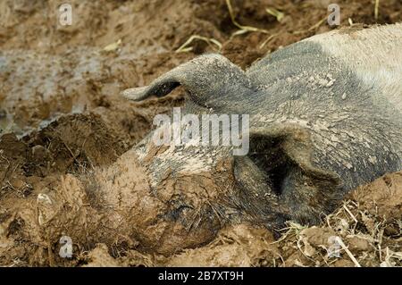 Schwein im Schlamm weht. Cumbria, Großbritannien. Stockfoto