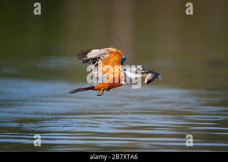 Ein Ringelfischer Kingfisher (Megaceryle torquata), der einen kleinen Fisch in Nordpantanal, Brasilien, fängt. Stockfoto