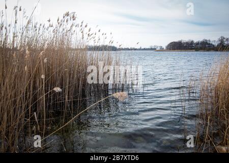 Polnische Seen, blaues Wasser, Wasserröschen und Schilf an einem Seeufer, Lednicke See, Polen. Ende des Winters, Anfang des Frühlings. Stockfoto