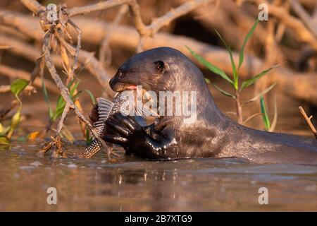 Eine Riesenotter (Pteronura brasiliensis), die einen Armored Catfish an einem Fluss im Norden Pantanal, Brasilien, isst Stockfoto