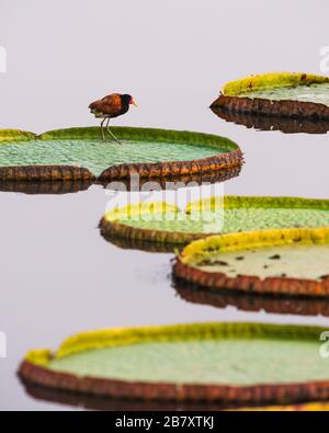 Ein Wattled Jacana (Jacana jacana), der auf schwimmenden Gian-Wasserlilienpflanzen spazieren geht Stockfoto