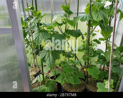 Nahaufnahme der Gurkenpflanzen in Lufttöpfen im Gewächshaus. Gesundes Lebensmittelkonzept. Stockfoto