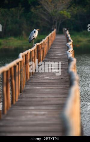 Cocoi Heron (Ardea cocoi) sitzt auf einem Holzsteg in Porto Jofre, Pantanal, Brasilien. Stockfoto