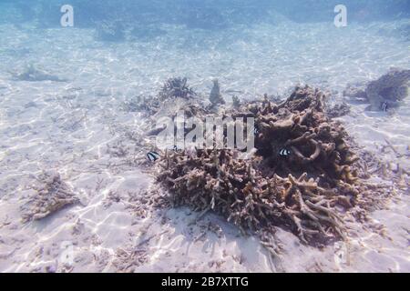 Unterwasserblick auf tote Korallenriffe und schöne Fische. Schnorcheln. Malediven, Indischer Ozean. Stockfoto