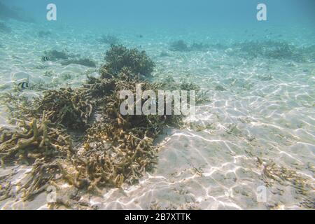 Unterwasserblick auf tote Korallenriffe und schöne Fische. Schnorcheln. Malediven, Indischer Ozean. Stockfoto