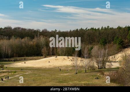 Grunewald, Berlin, Deutschland - 18. märz 2020: Familien mit Kindern, die im Frühjahr Sonnenschein im Kennzeichen "Sandgrube im Jagen 86" genießen Stockfoto