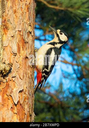 Great Spotted Woodpecker an einem Kiefernstamm Stockfoto