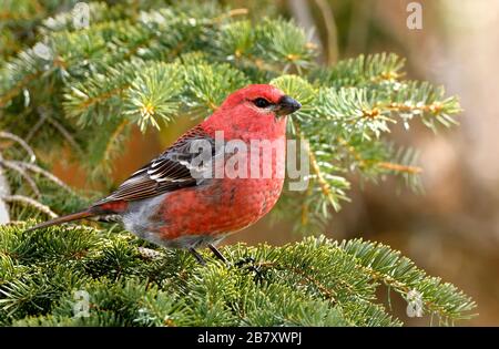 Ein Nahbild eines Pine-Grosbeak-Vogels "Pinicola enucleator", der auf einem Fichtenzweig im ländlichen Alberta Kanada thront. Stockfoto