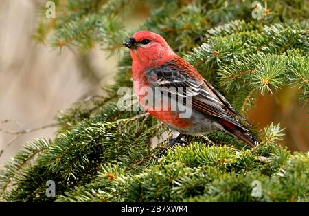 Ein Nahbild eines Pine-Grosbeak-Vogels "Pinicola enucleator", der auf einem Fichtenzweig im ländlichen Alberta Kanada thront. Stockfoto