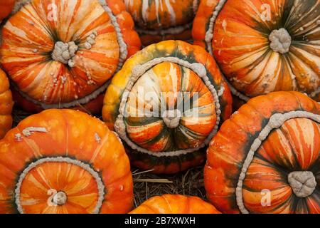 Kürbisse - "Turks Turban" oder französische Turban Squashes Stockfoto