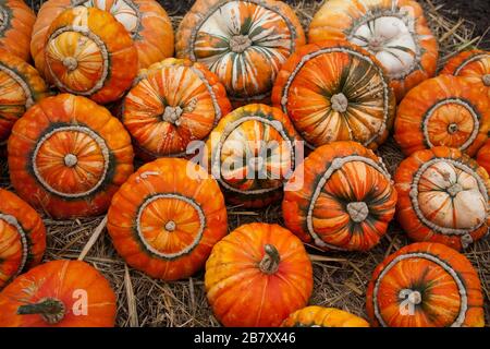 Kürbisse - "Turks Turban" oder französische Turban Squashes Stockfoto