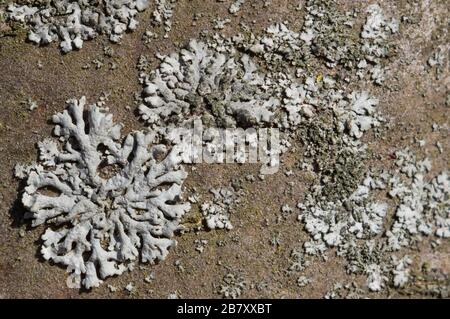 Hypogymnie-Physoden. Flechten auf Baumrinde im Frühjahr. Stockfoto