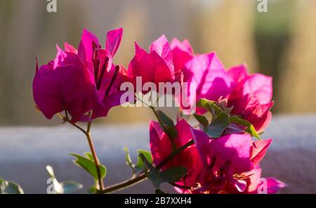 Brillante Bougainvillea in Blüte schafft bunte Akzente in der heimischen Landschaft in einer beliebten Zierrebe mit blumenartigen Blättern Stockfoto
