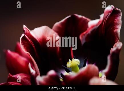 Rote Tulpen in einer Vase auf dunklem Hintergrund. Perfekt für die Grußkartenkulisse Stockfoto