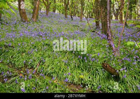Prächtige Darstellung von Blausegeln in voller Blüte im Wald auf Eype in der Nähe von Higher Eype in Dorset England, Großbritannien Stockfoto