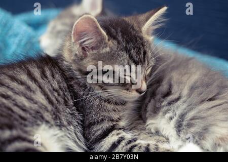 Zwei niedliche Kätzchen, grau und tabby, schlafen auf einer blauen Decke. Stockfoto