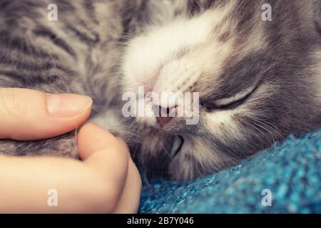 Weibliche Hand hält die Pfoten eines kleinen schlafenden Kätzchens. Liebe und Zärtlichkeit für Haustiere. Stockfoto