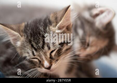 Verschlafene Tabby-Kätzchen in der Nähe, ein weiteres Kätzchen mit Karesseln. Stockfoto