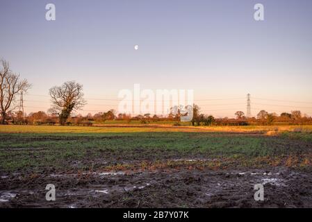 Ein neu gepflügt Feld im Morgengrauen. Reifenspuren und Wasserpfütze stehen im Vordergrund und Sämlinge beginnen zu zeigen. Stockfoto