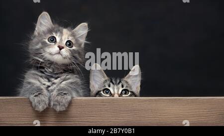 Zwei niedliche grau gestreifte Kätzchen ruhen ihre Pfoten auf einem Holzbrett. Leer für Werbung oder Ankündigung mit Kopierbereich. Stockfoto