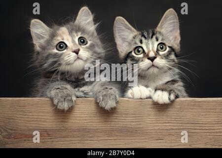 Zwei niedliche grau gestreifte Kätzchen ruhen ihre Pfoten auf einem Holzbrett Stockfoto