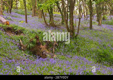 Prächtige Darstellung von Blausegeln in voller Blüte im Wald auf Eype in der Nähe von Higher Eype in Dorset England, Großbritannien Stockfoto