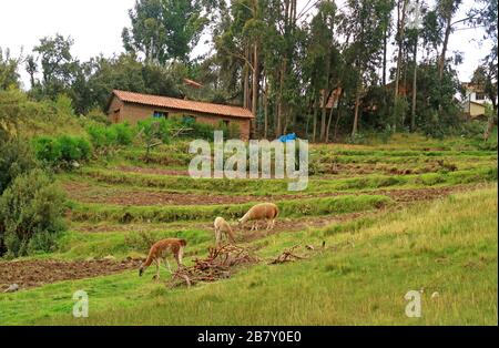 Gruppe von Llamas Verglasungen auf der Berghang Plantation, Heiliger Tal der Inka, Cuzco Region, Peru Stockfoto