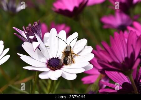 Männliche langhornte Biene (Eucera longicornis), die im Pollen einer kap-daisy bedeckt ist Stockfoto