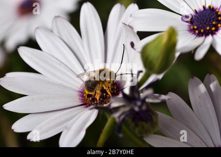 Männliche langhornte Biene (Eucera longicornis), die im Pollen einer kap-daisy bedeckt ist Stockfoto