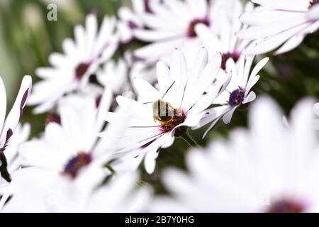 Männliche langhornte Biene (Eucera longicornis), die im Pollen einer kap-daisy bedeckt ist Stockfoto