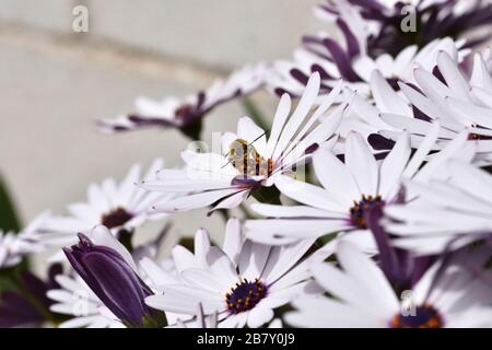 Männliche langhornte Biene (Eucera longicornis), die im Pollen einer kap-daisy bedeckt ist Stockfoto