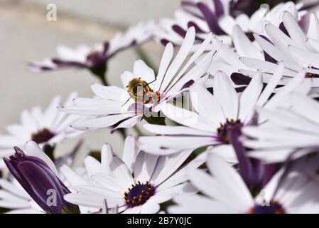 Männliche langhornte Biene (Eucera longicornis), die im Pollen einer kap-daisy bedeckt ist Stockfoto